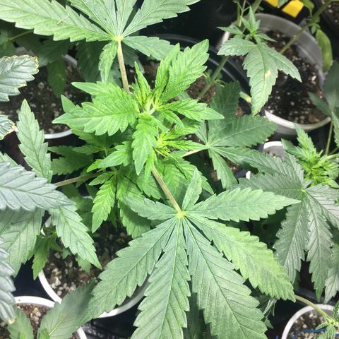 Gorilla Glue #4 growlog photo: A lot of lst training and the results compared to non lst plants is incredible.. 