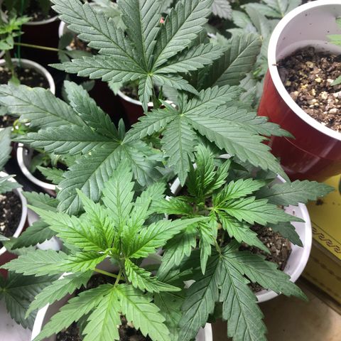 Gorilla Glue #4 growlog photo: This was right before transplant 