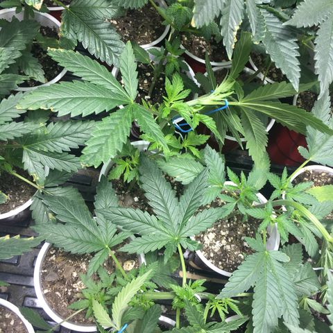 Gorilla Glue #4 growlog photo: This was right before transplant 