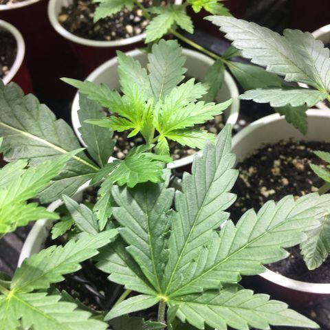 Gorilla Glue #4 growlog photo: This was right before transplant 