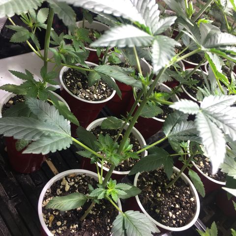 Gorilla Glue #4 growlog photo: This was right before transplant 