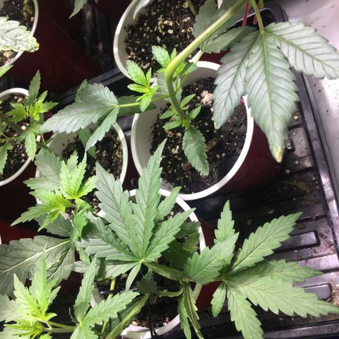 Gorilla Glue #4 growlog photo: This was right before transplant 
