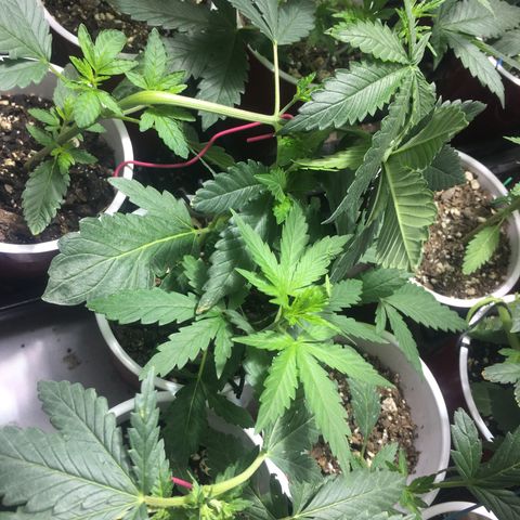 Gorilla Glue #4 growlog photo: This was right before transplant 