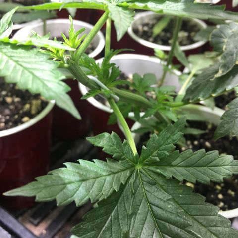 Gorilla Glue #4 growlog photo: This was right before transplant 