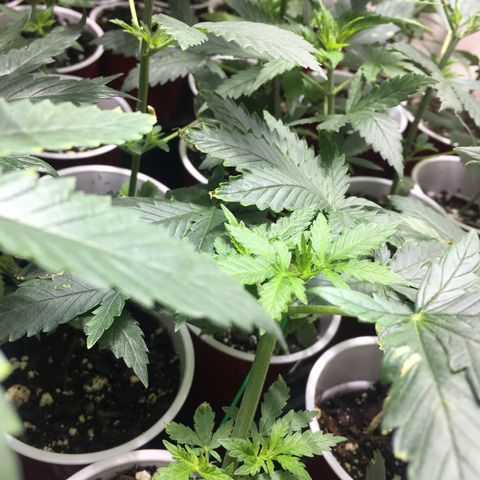 Gorilla Glue #4 growlog photo: This was right before transplant 