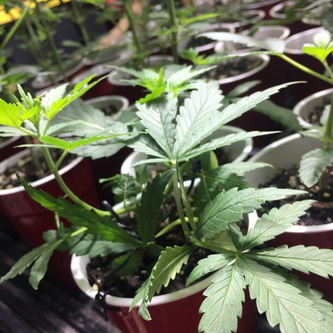 Gorilla Glue #4 growlog photo: This was right before transplant 