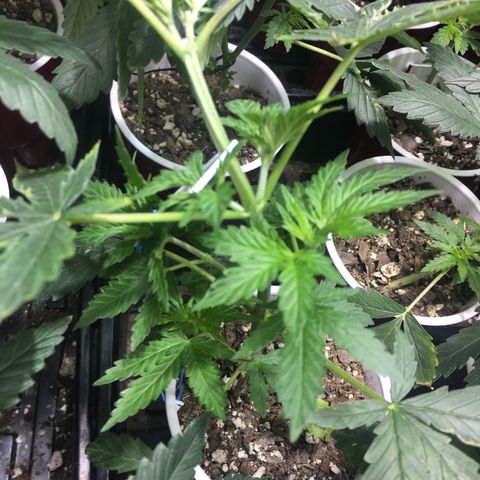 Gorilla Glue #4 growlog photo: This was right before transplant 