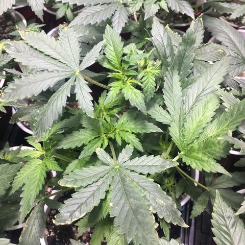 Gorilla Glue #4 growlog photo: Rest of pics of before transplanting