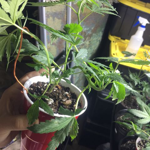 Gorilla Glue #4 growlog photo: Rest of pics of before transplanting