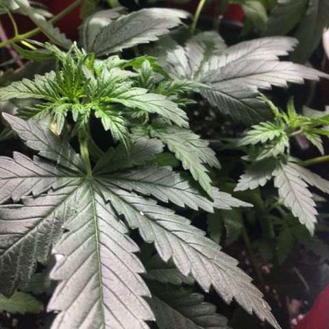 Gorilla Glue #4 growlog photo: Rest of pics of before transplanting