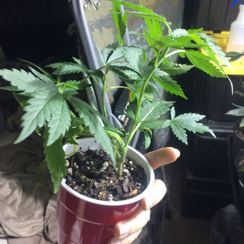 Gorilla Glue #4 growlog photo: Rest of pics of before transplanting