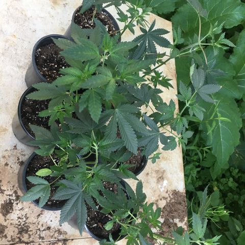 Gorilla Glue #4 growlog photo: Put these outside starting out in the shade 