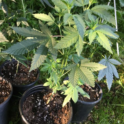 Gorilla Glue #4 growlog photo: Put these outside starting out in the shade 