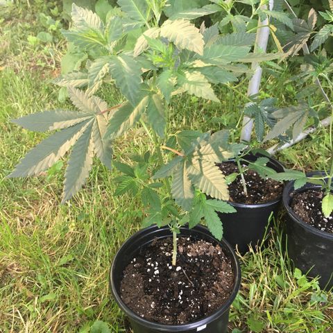 Gorilla Glue #4 growlog photo: Put these outside starting out in the shade 