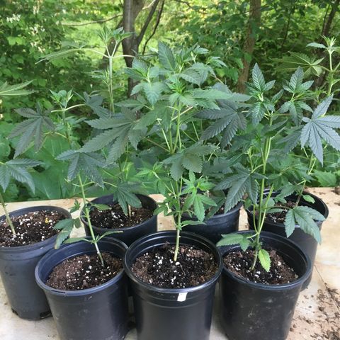 Gorilla Glue #4 growlog photo: Put these outside starting out in the shade 