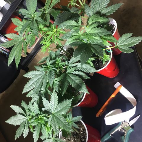 Gorilla Glue #4 growlog photo: After transplant into homemade soil 