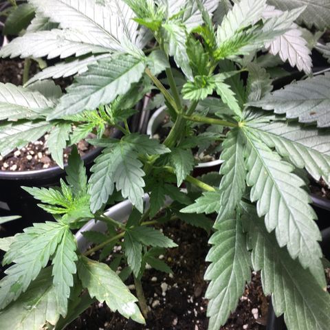 Gorilla Glue #4 growlog photo: After transplant into homemade soil 