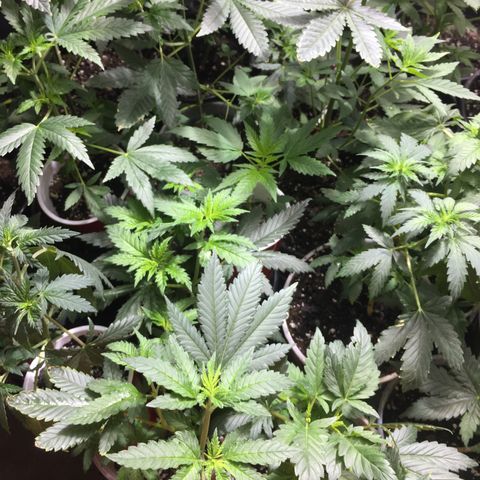 Gorilla Glue #4 growlog photo: After transplant into homemade soil 