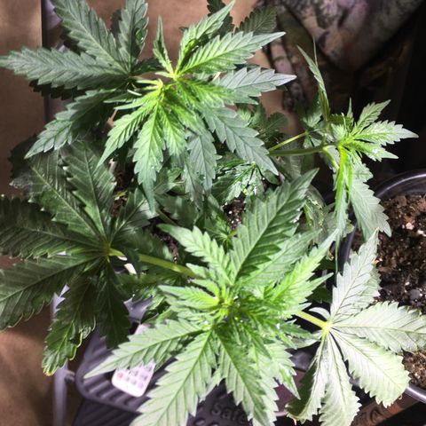 Gorilla Glue #4 growlog photo: After transplant into homemade soil 