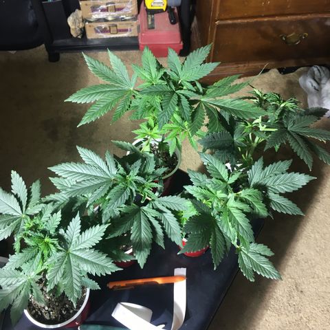 Gorilla Glue #4 growlog photo: After transplant into homemade soil 
