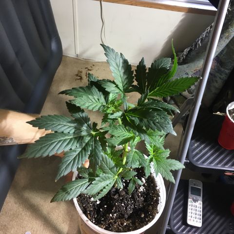 Gorilla Glue #4 growlog photo: After transplant into homemade soil 