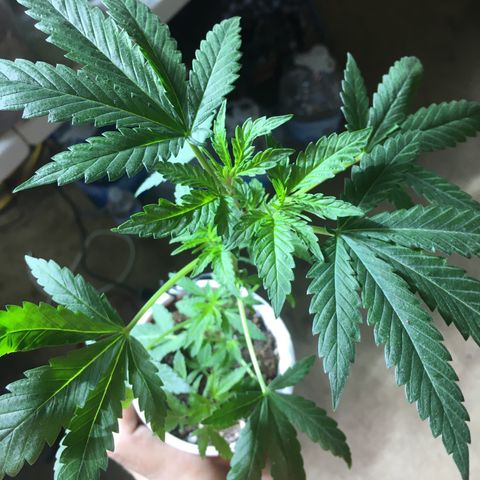 Gorilla Glue #4 growlog photo: After transplant into homemade soil 