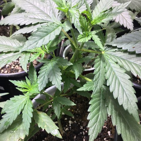Gorilla Glue #4 growlog photo: After transplant into homemade soil 