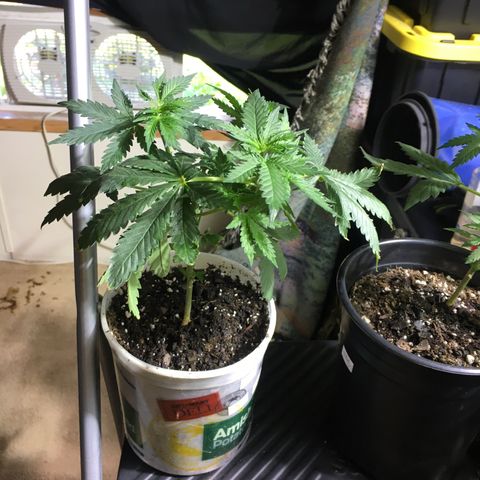 Gorilla Glue #4 growlog photo: After transplant into homemade soil 