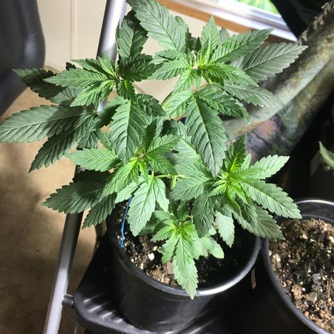 Gorilla Glue #4 growlog photo: After transplant into homemade soil 