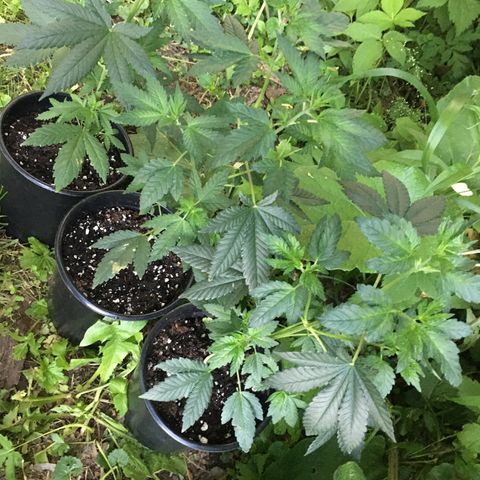 Gorilla Glue #4 growlog photo: Moved 20 outside 