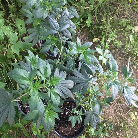 Gorilla Glue #4 growlog photo: Their doing much better since moving outside, I don’t think my plants had enough room inside to share that light, they needed way more for growth. 