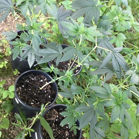 Gorilla Glue #4 growlog photo: Their doing much better since moving outside, I don’t think my plants had enough room inside to share that light, they needed way more for growth. 