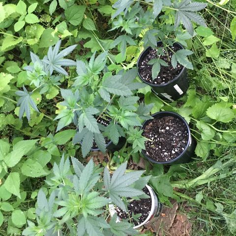 Gorilla Glue #4 growlog photo: Their doing much better since moving outside, I don’t think my plants had enough room inside to share that light, they needed way more for growth. 