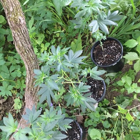 Gorilla Glue #4 growlog photo: Their doing much better since moving outside, I don’t think my plants had enough room inside to share that light, they needed way more for growth. 