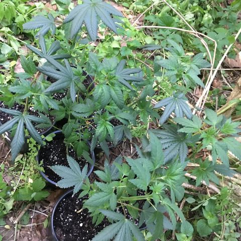 Gorilla Glue #4 growlog photo: Their doing much better since moving outside, I don’t think my plants had enough room inside to share that light, they needed way more for growth. 