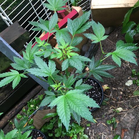 Gorilla Glue #4 growlog photo: Outdoor plants after transplanting due to a mold growing on my top surface of the soil. I sprayed them all down with a diluted hydrogen peroxide spray, cleaned containers, rinsed roots, and repotted into fresh soil. Their doin great needless to say. 