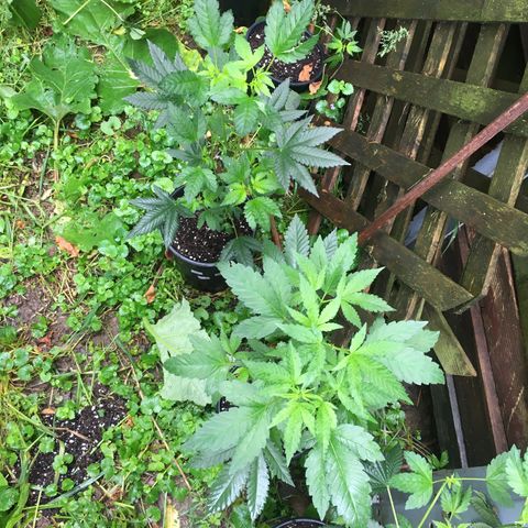 Gorilla Glue #4 growlog photo: Outdoor plants after transplanting due to a mold growing on my top surface of the soil. I sprayed them all down with a diluted hydrogen peroxide spray, cleaned containers, rinsed roots, and repotted into fresh soil. Their doin great needless to say. 