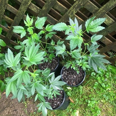 Gorilla Glue #4 growlog photo: Outdoor plants after transplanting due to a mold growing on my top surface of the soil. I sprayed them all down with a diluted hydrogen peroxide spray, cleaned containers, rinsed roots, and repotted into fresh soil. Their doin great needless to say. 