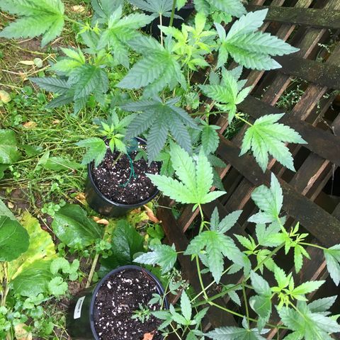 Gorilla Glue #4 growlog photo: Outdoor plants after transplanting due to a mold growing on my top surface of the soil. I sprayed them all down with a diluted hydrogen peroxide spray, cleaned containers, rinsed roots, and repotted into fresh soil. Their doin great needless to say. 