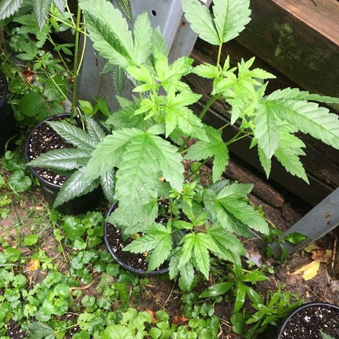 Gorilla Glue #4 growlog photo: Outdoor plants after transplanting due to a mold growing on my top surface of the soil. I sprayed them all down with a diluted hydrogen peroxide spray, cleaned containers, rinsed roots, and repotted into fresh soil. Their doin great needless to say. 