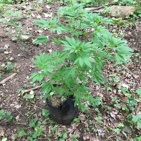 Gorilla Glue #4 growlog timeline photo