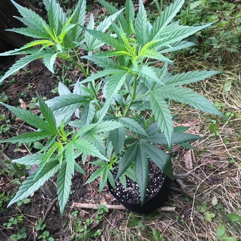 Gorilla Glue #4 growlog timeline photo