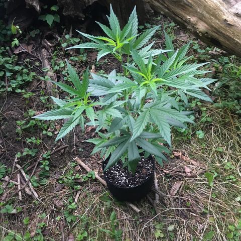 Gorilla Glue #4 growlog timeline photo