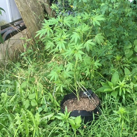 Gorilla Glue #4 growlog timeline photo