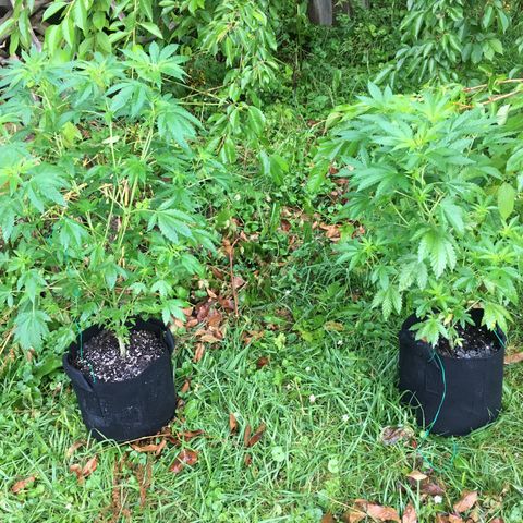 Gorilla Glue #4 growlog timeline photo