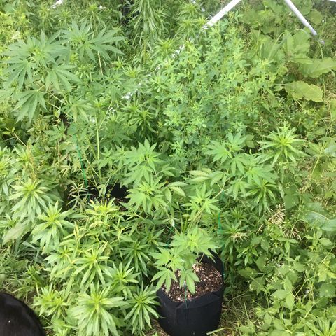 Gorilla Glue #4 growlog timeline photo
