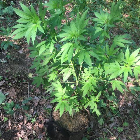 Gorilla Glue #4 growlog timeline photo