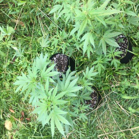 Gorilla Glue #4 growlog timeline photo