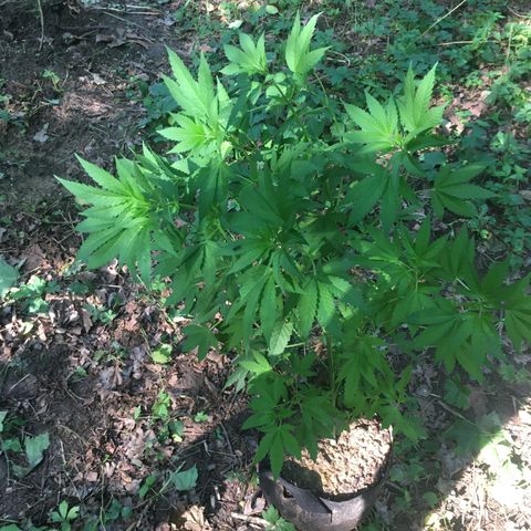 Gorilla Glue #4 growlog timeline photo