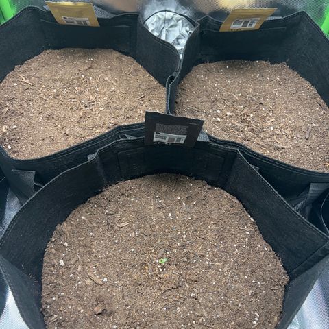 Fast Bud Genetics  growlog timeline photo